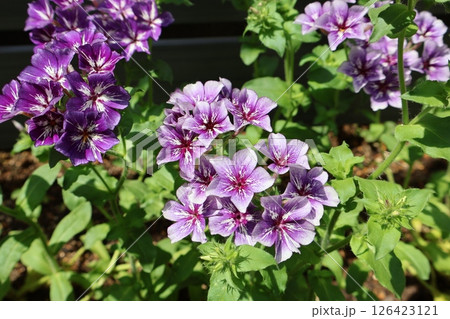 涼し気な花紫色のフロックス 涼し気な花紫色のフロックス 126423121