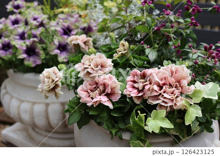八重咲きペチュニアの寄せ植え&寄せ鉢 八重咲きペチュニアの寄せ植え&寄せ鉢 126423125