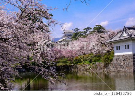 満開の桜と美しい天守閣の風景 満開の桜と美しい天守閣の風景 126423786
