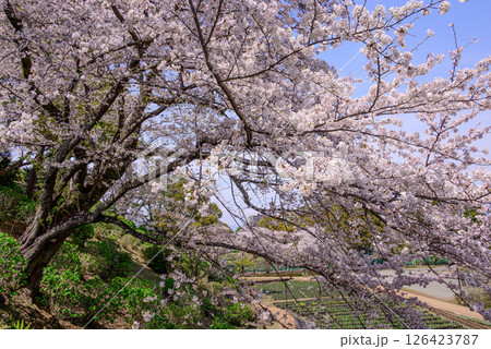 満開の桜咲く城跡公園 126423787