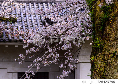 瓦屋根と満開の桜 126423790
