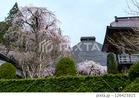 枝垂れ桜と本堂 枝垂れ桜と本堂 126423815
