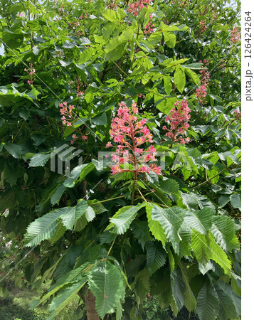 桐の花、千葉県酒々井町にて 桐の花、千葉県酒々井町にて 126424264