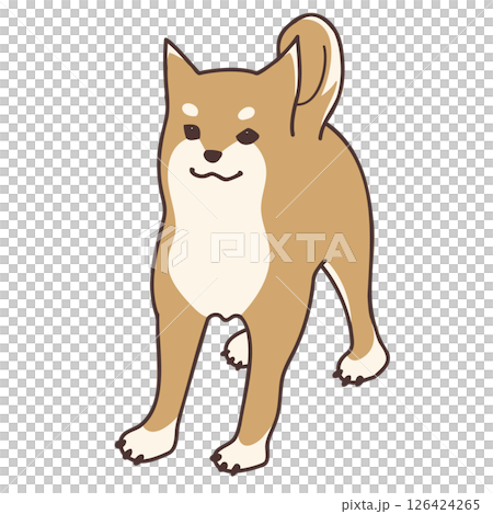 柴犬向左看 柴犬向左看 126424265