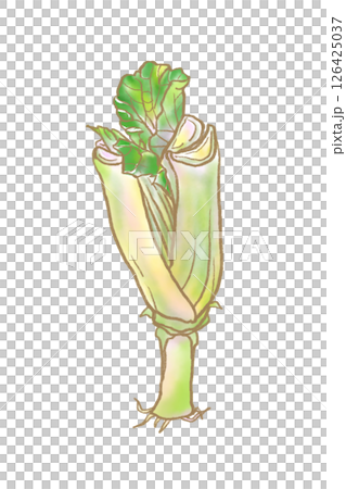 再生栽培の小松菜のイラスト（水彩） 126425037