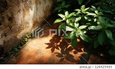 Sunlight Illuminates Lush Green Plants Near Weathered Wall 126425493