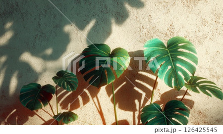 Green Monstera Leaves and Shadows on Beige Wall 126425545