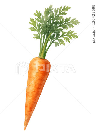 水彩風に描かれたにんじんのイラスト 126425699