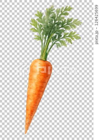 水彩風に描かれたにんじんのイラスト 126425699