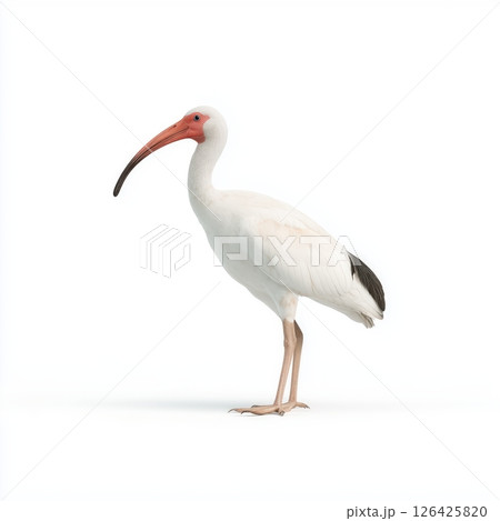 Majestic White Ibis on White Background 126425820