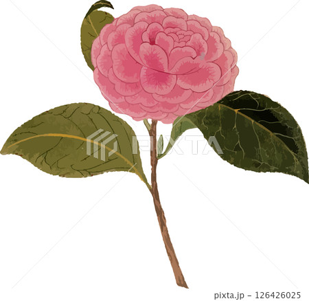 椿（炉開き）の植物写生画素材 126426025
