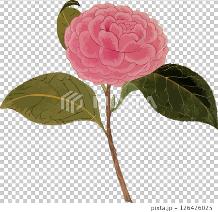 椿（炉開き）の植物写生画素材 126426025