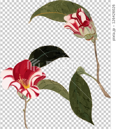 椿（侘助）の植物写生画素材 126426026
