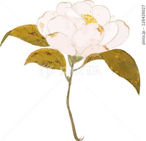 椿（紫雲白）の植物写生画素材 126426027
