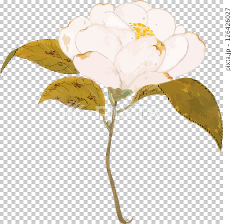 椿（紫雲白）の植物写生画素材 126426027
