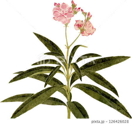 夾竹桃の植物写生画素材 126426028