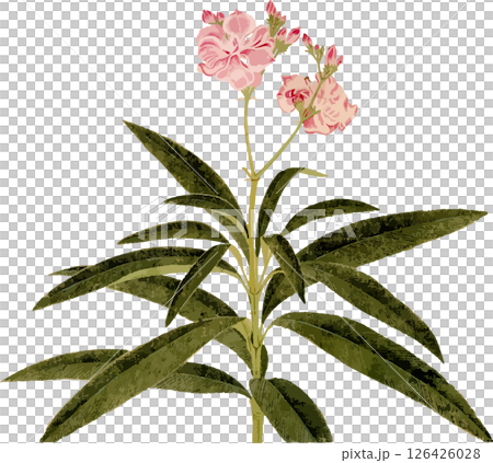 Oleander plant sketch material 126426028