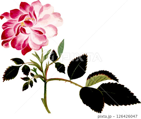 牡丹バラの植物写生画素材 牡丹バラの植物写生画素材 126426047