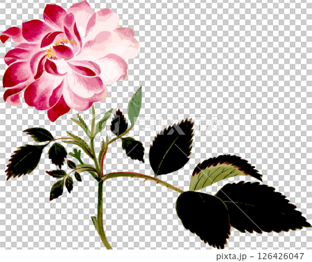 牡丹バラの植物写生画素材 牡丹バラの植物写生画素材 126426047
