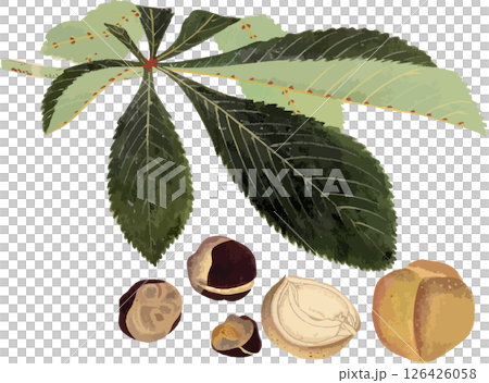 Horse chestnut and fruit plant sketch material 126426058