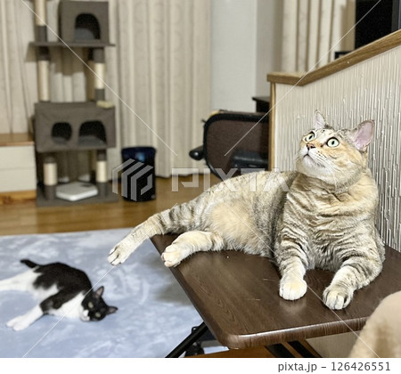 コピースペース・部屋のキジ猫と白黒猫 コピースペース・部屋のキジ猫と白黒猫 126426551