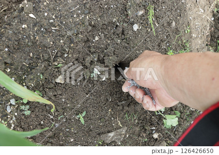 中耕除草追肥 126426650