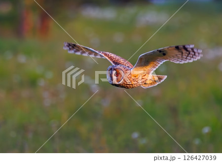 Short-eared owl - Asio flammeus dives in flight with stretched wing 126427039