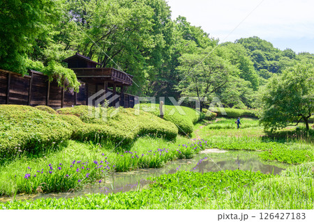 えさし藤原の郷　春　カキツバタと藤の花　岩手県 126427183