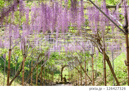 えさし藤原の郷 春 藤の花 岩手県 えさし藤原の郷 春 藤の花 岩手県 126427326