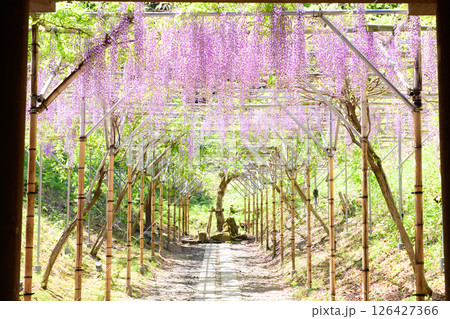 えさし藤原の郷　春　藤の花　岩手県 126427366