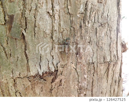 木に止まるヒグラシ 126427525