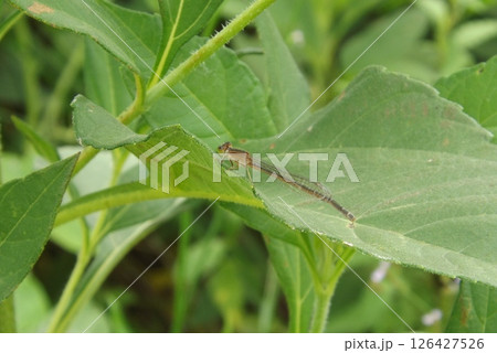 葉の上に止まるメスのアオモンイトトンボ 126427526