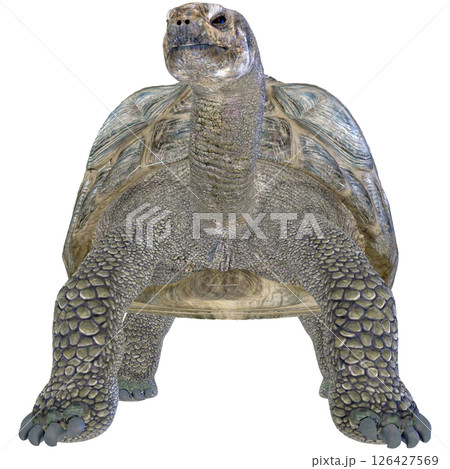 ゾウガメ 126427569