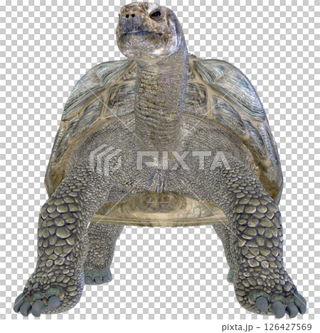 ゾウガメ 126427569