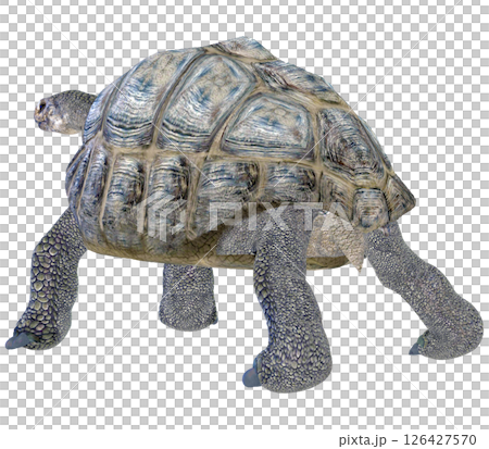 Giant tortoise 126427570