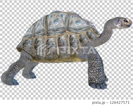 ゾウガメ 126427571