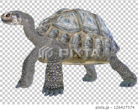 ゾウガメ 126427574