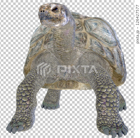 Giant tortoise 126427577