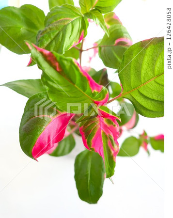 イレシネ 観葉植物 イレシネ 観葉植物 126428058