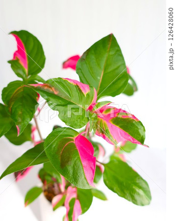 イレシネ　観葉植物 126428060