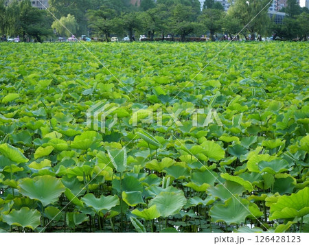 蓮の葉が生い茂る池 126428123