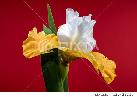 Elegant White and Yellow Iris on Red Background Elegant White and Yellow Iris on Red Background 126428219