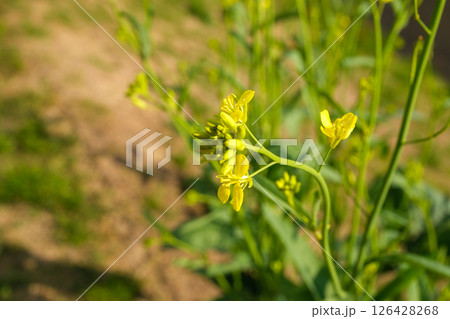 黄色い花(カラシナ) 黄色い花(カラシナ) 126428268