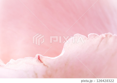 Soft pink rose petals create a delicate, romantic, and elegant background, perfect for themes of love, beauty, and tenderness. 126428322