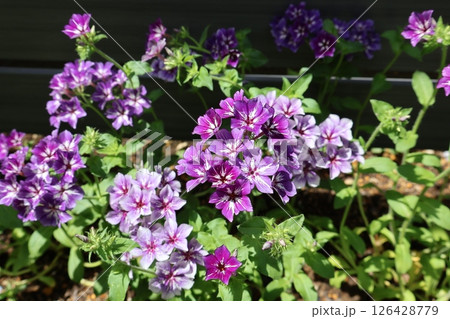 花期の長いフロックスシュガースターの紫の花 花期の長いフロックスシュガースターの紫の花 126428779
