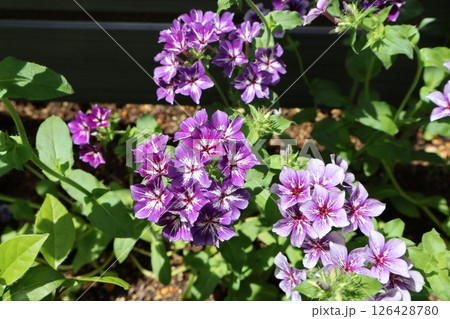 花期の長いフロックスの紫の花 126428780