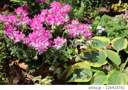 ピンク色の花ハーブゼラニウムとホスタ ピンク色の花ハーブゼラニウムとホスタ 126428781