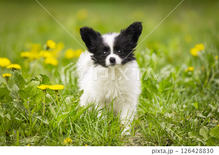 Papillon Puppy in Spring Meadow 126428830