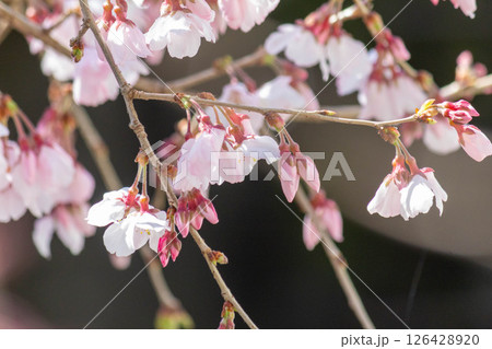 小彼岸桜 126428920