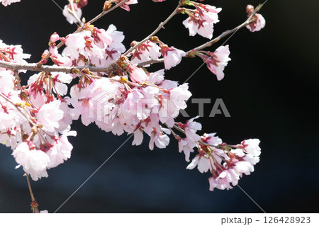 小彼岸桜 126428923